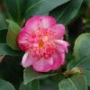 Camélia D'automne - Camellia Sasanqua Choji Guruma -Fleurs & Plantes Soldes Boutique Camellia sasanqua Choji Guruma 0566002 1