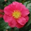 Camélia D'automne - Camellia Sasanqua Sekiyo -Fleurs & Plantes Soldes Boutique Camellia sasanqua Sekiyo 85526 1