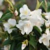 Camellia Transnokoensis - Camélia Botanique -Fleurs & Plantes Soldes Boutique Camellia transnokoensis 85286 1