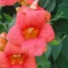Campsis Radicans - Bignone De Virginie