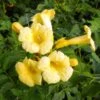 Campsis Radicans Yellow Trumpet (= Flava) - Bignone De Virginie -Fleurs & Plantes Soldes Boutique Campsis radicans Yellow trumpet 681444 1