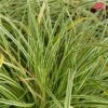 Carex Oshimensis Evercream - Laîche D'Oshima -Fleurs & Plantes Soldes Boutique Carex oshimensis Evercream 80339 1