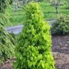 Carpinus Betulus Monumentalis - Charme Commun -Fleurs & Plantes Soldes Boutique Carpinus betulus Monumentalis Charme commun V 1004271 1
