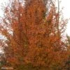 Carpinus Betulus Orange Retz - Charme Commun -Fleurs & Plantes Soldes Boutique Carpinus betulus Orange Retz 82344 1