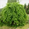 Carpinus Betulus Pendula - Charme Commun Pleureur -Fleurs & Plantes Soldes Boutique Carpinus betulus Pendula 87211 1