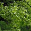 Carpinus Fangiana - Charme De Fang -Fleurs & Plantes Soldes Boutique Carpinus fangiana 0778002 1