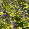 Caryopteris Hint Of Gold -Fleurs & Plantes Soldes Boutique Caryopteris Hint of Gold 85033 1