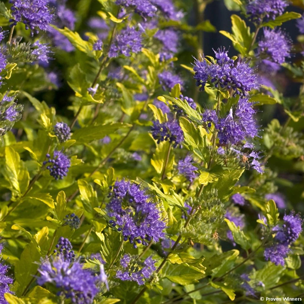 Caryopteris Incana Sunny Blue - Spirée Bleue, Barbe Bleue 3 Caryopteris Incana Sunny Blue - Spirée Bleue, Barbe Bleue