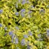 Caryopteris Incana Sunshine Blue - Barbe-bleue, Spirée Bleue -Fleurs & Plantes Soldes Boutique Caryopteris incana Sunshine Blue 781571 1