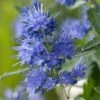 Caryopteris X Clandonensis Blauer Spatz (Oiseau Bleu) -Fleurs & Plantes Soldes Boutique Caryopteris x clandonensis Blauer Spatz Oiseau Bleu IF 17888 1