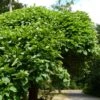 Catalpa Bignonioides Nana - Catalpa Boule -Fleurs & Plantes Soldes Boutique Catalpa bignonioides Nana 85664 1