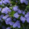 Céanothe Autumnal Blue -Fleurs & Plantes Soldes Boutique Ceanothe Autumnal Blue ceanothus copyright 876871 1