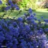 Céanothe Blue Sapphire 1 Céanothe Blue Sapphire -Fleurs & Plantes Soldes Boutique Ceanothus Blue Sapphire 87735 1