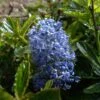 Céanothe Burkwoodii 1 Céanothe Burkwoodii -Fleurs & Plantes Soldes Boutique Ceanothus Burkwoodii 87736 1
