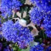 Ceanothus Dark Star - Lilas De Santa Barbara -Fleurs & Plantes Soldes Boutique Ceanothus Dark Star 84621 1