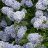 Céanothe Edinburgh -Fleurs & Plantes Soldes Boutique Ceanothus Edinburgh 87737 1