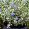 Céanothe Impressus Cool Blue - Lilas De Californie -Fleurs & Plantes Soldes Boutique Ceanothus impressus Cool Blue 88784 1