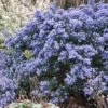 Céanothe Impressus Puget Blue - Lilas De Californie 2 Céanothe Impressus Puget Blue - Lilas De Californie -Fleurs & Plantes Soldes Boutique Ceanothus impressus Puget blue 87686 1