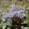 Céanothe Prostratus - Céanothe Prostré -Fleurs & Plantes Soldes Boutique Ceanothus prostratus 83986 1