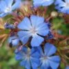 Ceratostigma Willmottianum - Dentelaire -Fleurs & Plantes Soldes Boutique Ceratostigmata Willmottianum 7590 1