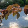 Arbre Au Caramel - Cercidiphyllum Japonicum Rotfuchs 1 Arbre Au Caramel - Cercidiphyllum Japonicum Rotfuchs -Fleurs & Plantes Soldes Boutique Cercidiphyllum japonicum Rotfuchs ld wlcutler 781574 1