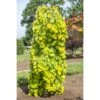 Cercis Canadensis Golden Falls - Gainier Du Canada 2 Cercis Canadensis Golden Falls - Gainier Du Canada -Fleurs & Plantes Soldes Boutique Cercis canadensis Golden Falls Gainier du Canada 16198 1