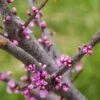 Cercis Canadensis Little Woody - Gainier Du Canada 2 Cercis Canadensis Little Woody - Gainier Du Canada -Fleurs & Plantes Soldes Boutique Cercis canadensis Little Woody 84399 1