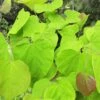 Cercis Canadensis Melon Beauty - Arbre De Judée Doré 1 Cercis Canadensis Melon Beauty - Arbre De Judée Doré -Fleurs & Plantes Soldes Boutique Cercis canadensis Melon Beauty 80433 1