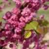 Cercis Canadensis Pink Pom Pom's - Gainier Du Canada 1 Cercis Canadensis Pink Pom Pom's - Gainier Du Canada -Fleurs & Plantes Soldes Boutique Cercis canadensis Pink Pom Pom s 83991 1