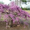 Cercis Canadensis Traveller - Arbre De Judée -Fleurs & Plantes Soldes Boutique Cercis canadensis Traveller 86398 1