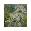 Cercis Canadensis Vanilla Twist - Gainier Du Canada Pleureur Blanc 2 Cercis Canadensis Vanilla Twist - Gainier Du Canada Pleureur Blanc -Fleurs & Plantes Soldes Boutique Cercis canadensis Vanilla Twist 83992 1