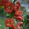 Cognassier Du Japon - Chaenomeles Speciosa Mango Storm -Fleurs & Plantes Soldes Boutique Chaenomeles speciosa Mango Storm 81418 1