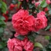 Cognassier Du Japon Pink Storm - Chaenomeles Speciosa -Fleurs & Plantes Soldes Boutique Chaenomeles speciosa Pink Storm 82557 1