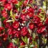 Cognassier Du Japon - Chaenomeles X Superba Hollandia -Fleurs & Plantes Soldes Boutique Chaenomeles x superba Hollandia 100070 1
