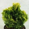 Chamaecyparis Obtusa Andorra - Faux Cyprès Hinoki Du Japon -Fleurs & Plantes Soldes Boutique Chamaecyparis obtusa Andorra 624002 1
