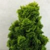 Chamaecyparis Obtusa Aurora - Faux Cyprès Hinoki Du Japon Nain 1 Chamaecyparis Obtusa Aurora - Faux Cyprès Hinoki Du Japon Nain -Fleurs & Plantes Soldes Boutique Chamaecyparis obtusa Aurora 626002 1