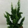 Faux Cyprès Du Japon - Chamaecyparis Obtusa Chirimen 1 Faux Cyprès Du Japon - Chamaecyparis Obtusa Chirimen -Fleurs & Plantes Soldes Boutique Chamaecyparis obtusa Chirimen 627002 1