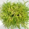 Chamaecyparis Obtusa Kamarachiba - Faux Cyprès Hinoki Du Japon 1 Chamaecyparis Obtusa Kamarachiba - Faux Cyprès Hinoki Du Japon -Fleurs & Plantes Soldes Boutique Chamaecyparis obtusa Kamarachiba 631002 1