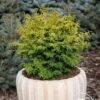 Chamaecyparis Obtusa Melody 1 Chamaecyparis Obtusa Melody -Fleurs & Plantes Soldes Boutique Chamaecyparis obtusa Melody 87380 1