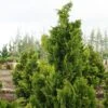 Chamaecyparis Obtusa Nana Gracilis - Faux Cyprès Du Japon 1 Chamaecyparis Obtusa Nana Gracilis - Faux Cyprès Du Japon -Fleurs & Plantes Soldes Boutique Chamaecyparis obtusa Nana Gracilis 0633002 1
