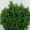 Chamaecyparis Obtusa Wissel - Faux Cyprès Hinoki Du Japon -Fleurs & Plantes Soldes Boutique Chamaecyparis obtusa Wissel 637002 1
