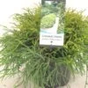 Chamaecyparis Pisifera Filifera Nana - Cyprès Sawara -Fleurs & Plantes Soldes Boutique Chamaecyparis pisifera Filifera Nana 640002 1