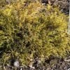 Cyprès Sawara - Chamaecyparis Pisifera Sungold -Fleurs & Plantes Soldes Boutique Chamaecyparis pisifera Sungold 0646002 1