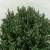 Chamaecyparis Thyoides Blue Rock 2 Chamaecyparis Thyoides Blue Rock -Fleurs & Plantes Soldes Boutique Chamaecyparis thyoides Versent Blue Rock 648002 1