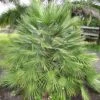 Chamaerops Humilis - Palmier Nain 2 Chamaerops Humilis - Palmier Nain -Fleurs & Plantes Soldes Boutique Chamaerops humilis 832532 1