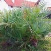 Chamaerops Humilis Cerifera - Palmier Nain Bleuté -Fleurs & Plantes Soldes Boutique Chamaerops humilis Cerifera 82193 1