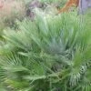Chamaerops Humilis Compacta - Palmier Nain 2 Chamaerops Humilis Compacta - Palmier Nain -Fleurs & Plantes Soldes Boutique Chamaerops humilis Compacta 83256 1
