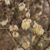 Chimonanthus Praecox Grandiflorus 2 Chimonanthus Praecox Grandiflorus -Fleurs & Plantes Soldes Boutique Chimonanthus praecox Grandiflorus 82345 1