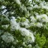 Chionanthus Retusus - Arbre De Neige -Fleurs & Plantes Soldes Boutique Chionanthus retusus 83996 1