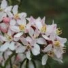 Choisya Apple Blossom - Oranger Du Mexique -Fleurs & Plantes Soldes Boutique Choisya Apple Blossom 83552 1
